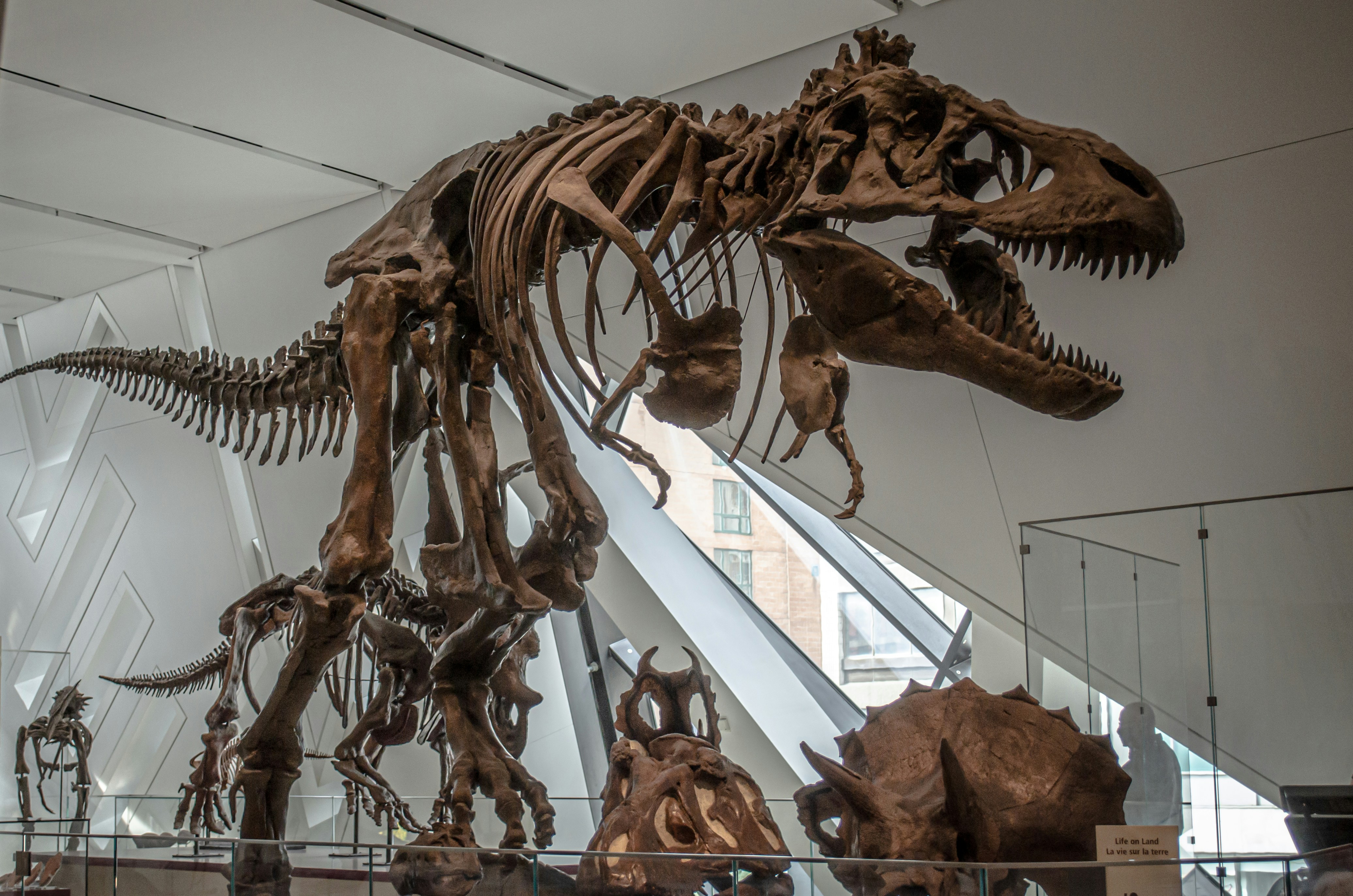 dino-src